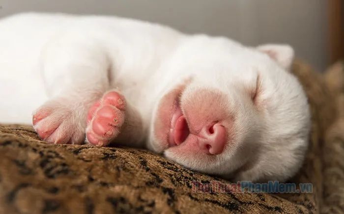 Tổng hợp meme ngủ cute, hài hước, bá đạo