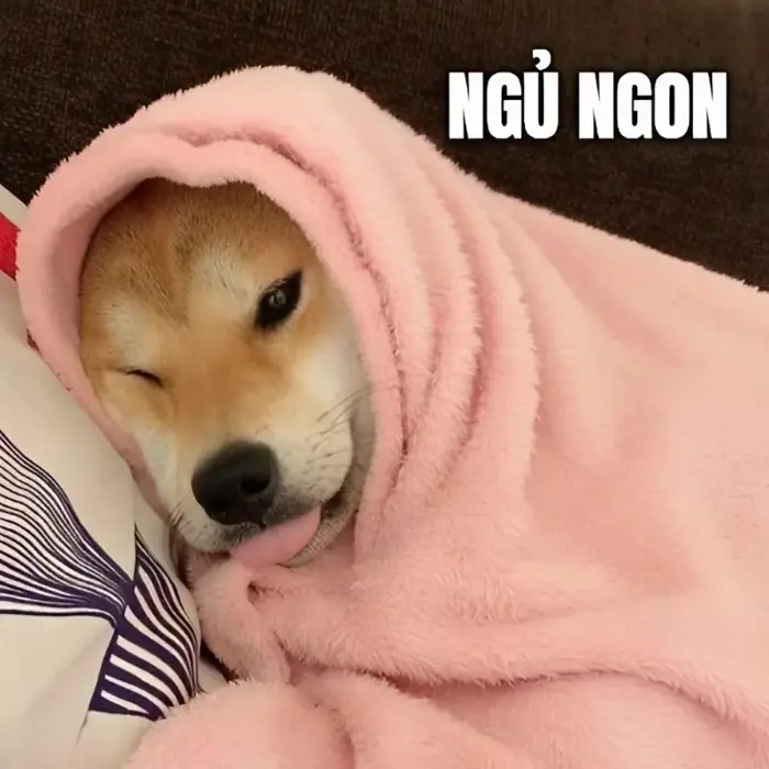 Bộ sưu tập ảnh meme chúc ngủ ngon đáng yêu cho mọi người