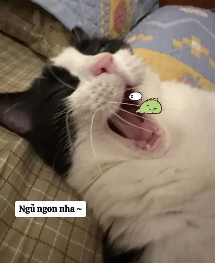 Gửi lời chúc ngủ ngon theo cách hài hước với meme dễ thương
