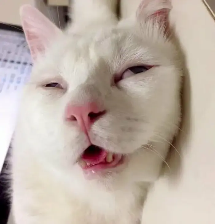 Bộ sưu tập 50+ ảnh meme đi ngủ hài hước không thể bỏ lỡ