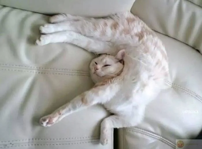 Bộ ảnh meme ngủ ngon cute, mới ngủ dậy hài hước nhất