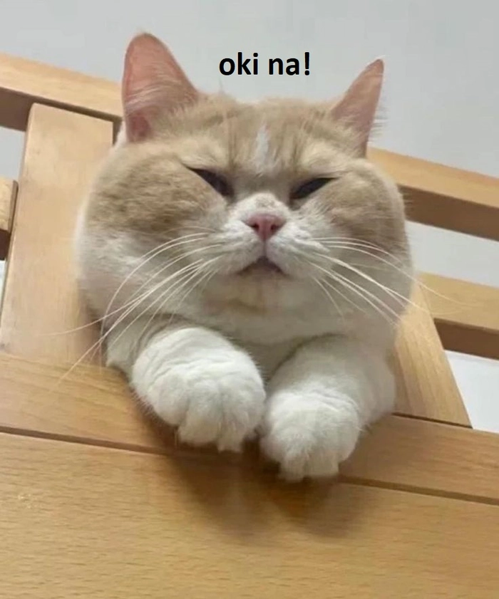 142+ Meme Mèo OK chất lừ bá đạo cười sặc cơm cả ngày