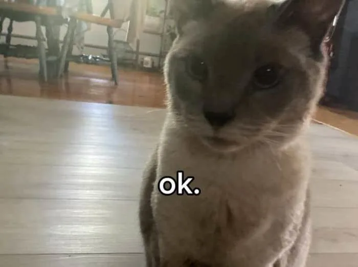Meme Mèo OK Hài Hước [41+ Hình Con Mèo OK Chế Vui]