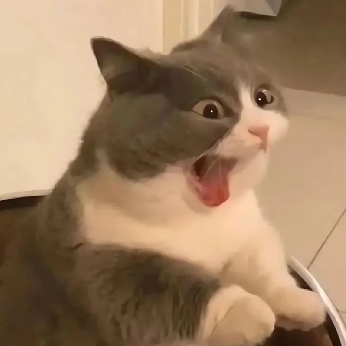 500+ meme mèo bựa, cute, khóc cười siêu vô tri hài hước cho các sen