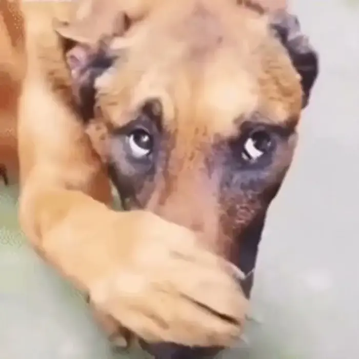 146+ Meme Con Chó Ôm Đầu bựa hết nấc hài điên đảo