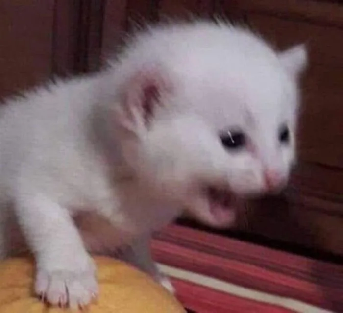 500+ meme mèo bựa, cute, khóc cười siêu vô tri hài hước cho các sen