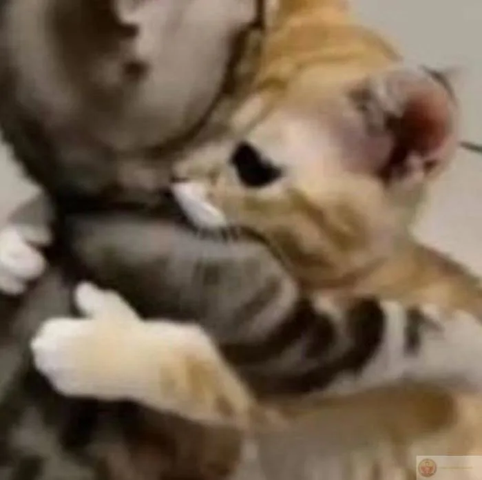 Meme ôm nhau an ủi, ảnh chế cute khiến bạn muốn ôm ngay