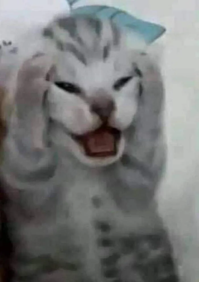 Meme Mèo Ôm Đầu, Ôm Tiền, Ôm Tim, Ôm Nhau Ngủ [Siêu Cute]