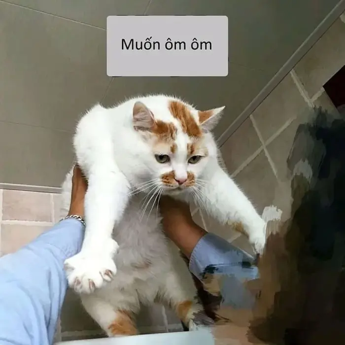 Bộ sưu tập ảnh meme ôm ngộ nghĩnh và hài hước nhất