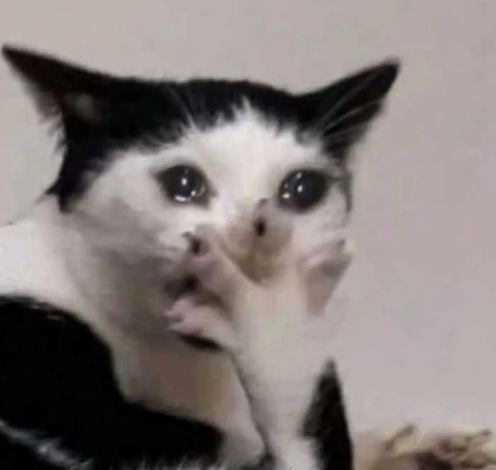 Meme Mèo Ôm Đầu, Ôm Tiền, Ôm Tim, Ôm Nhau Ngủ [Siêu Cute]