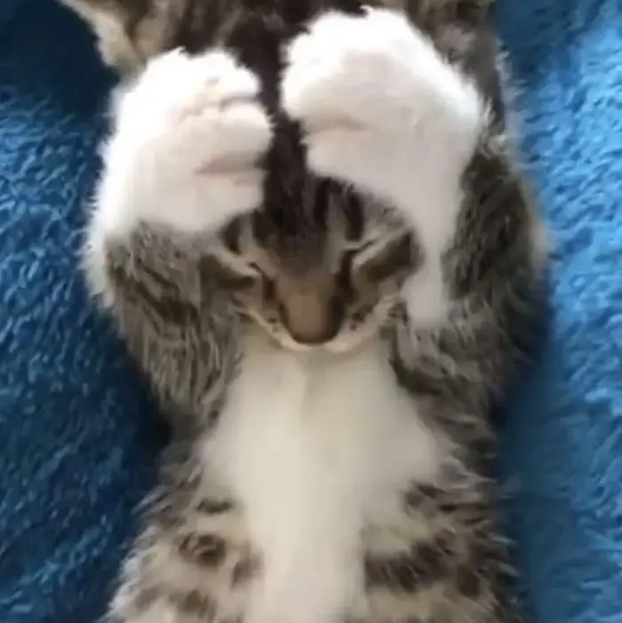 Khám phá Meme Chó Ôm Đầu khiến bạn vừa thương vừa buồn cười không đỡ nổi