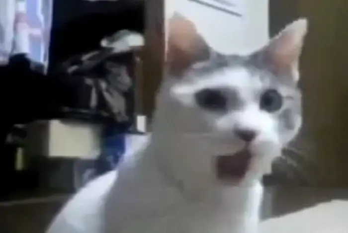 OMG Cat Meme: The Slackjawed Cat from 2channel (2010)
