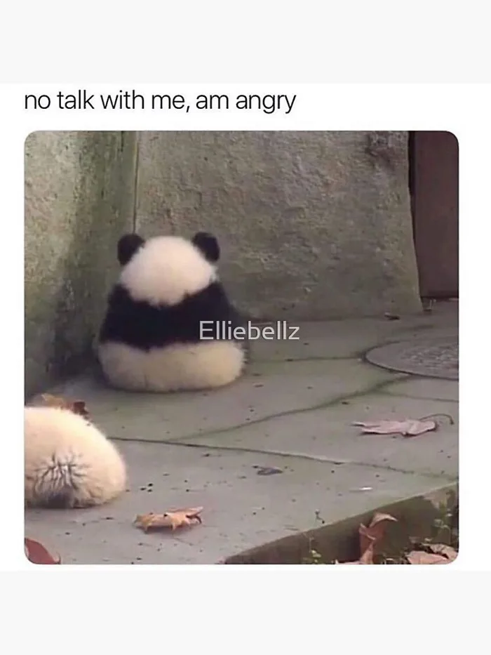 meme-panda-1