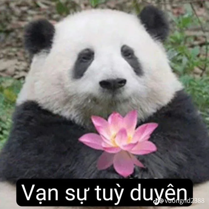Funny Panda Meme | Funny chinese panda, Chinese reaction pics panda, Êm Funny Panda Meme | Funny chinese panda, Chinese reaction pics panda, Êm