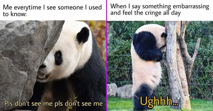 40 Introvert Panda Memes That Are Perfect For Quietly Scrolling Under The Covers 40 Introvert Panda Memes That Are Perfect For Quietly Scrolling Under The Covers