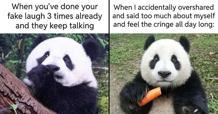 30 Introverted Panda Memes For Everyone Who'd Rather Stay Home 30 Introverted Panda Memes For Everyone Who'd Rather Stay Home