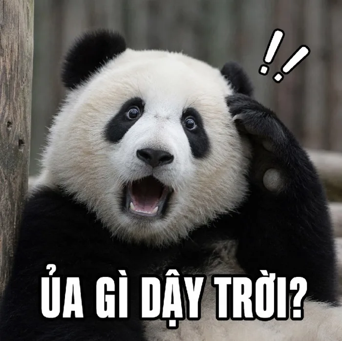 147+ Meme Gấu Trúc Bất Ngờ ngơ ngác cười banh nóc luôn 147+ Meme Gấu Trúc Bất Ngờ ngơ ngác cười banh nóc luôn