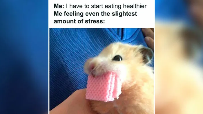 When You're Built For Feed Not Speed”: 50 Funny And Relatable Memes For  Your Coffee Break | Bored Panda