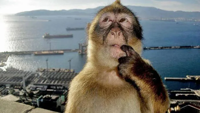 What's The Origin Of The 'Thinking Monkey' Meme? The Image Of A Monkey  Looking Up With A Finger To His Mouth Explained - Yahoo News Singapore