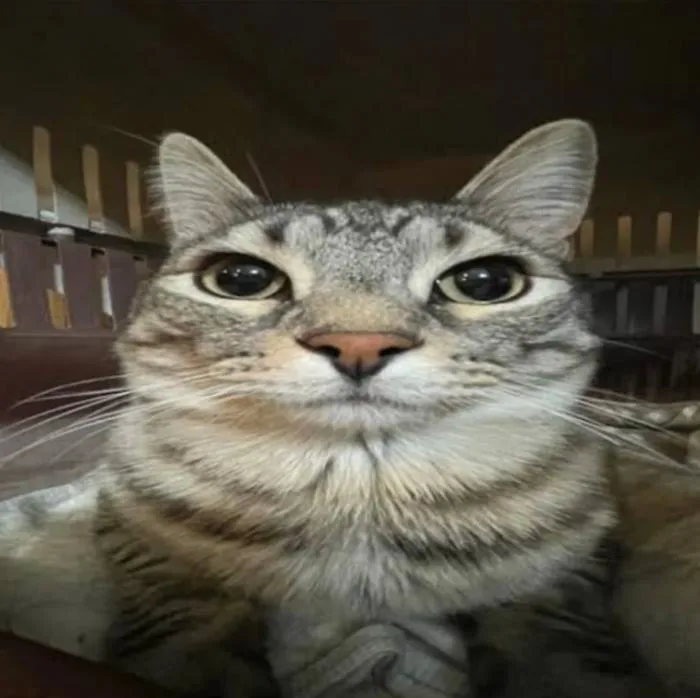 Random question but does anyone have versions of this cat meme? : r/cats
