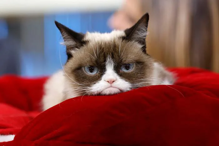 6 Easy Ways to Make Your Own Memes | WIRED