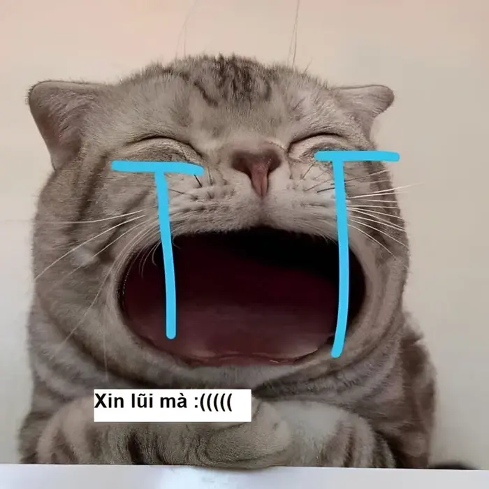 Tổng hợp meme xin lỗi dễ thương, hài hước bạn phải xem ngay