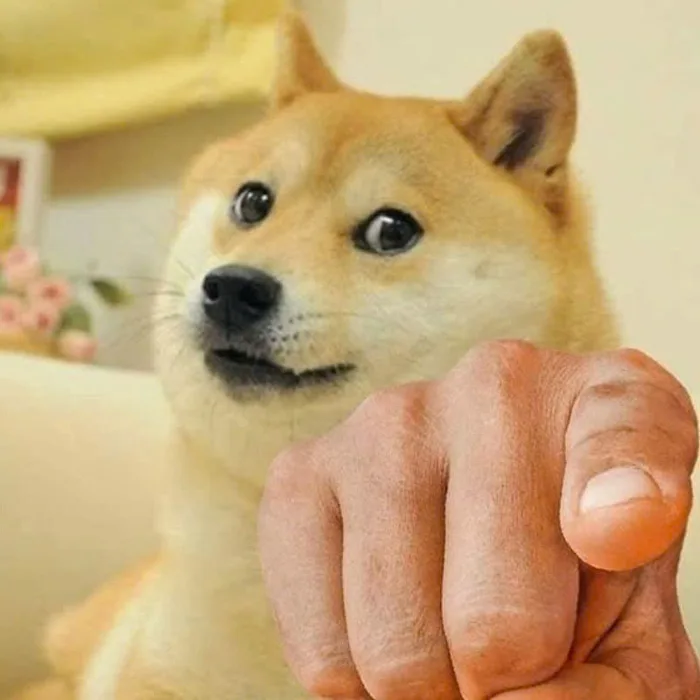 Meme chó Shiba là ai? Tại sao lại nổi tiếng trên thế giới? Từ trào lưu mạng  xã hội đến biểu tượng văn hóa đại chúng