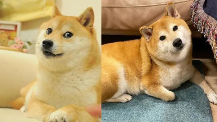 Cheems meme là gì? Tổng hợp các meme Cheems hài hước, thú vị