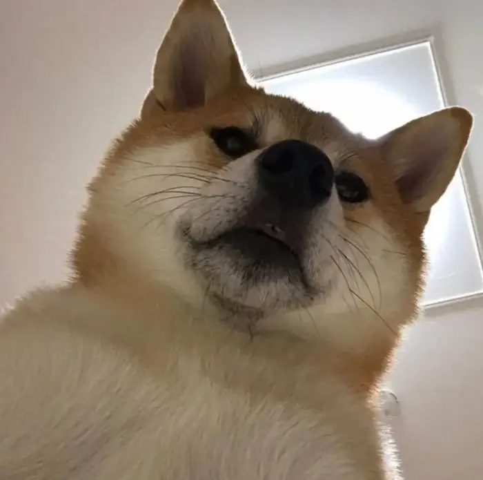 Khám phá ảnh meme shiba cực dễ thương cho một ngày tươi vui