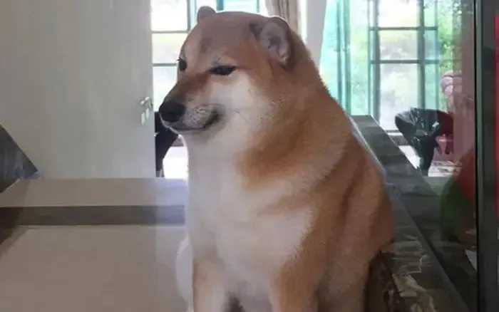 Chú chó Shiba nổi tiếng được chế meme nhiều nhất mạng xã hội qua đời ở tuổi  12