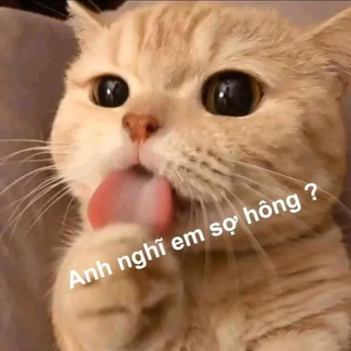 Úm ba la | Tự thuật, Ảnh tường vui nhộn, Ảnh mèo hài hước