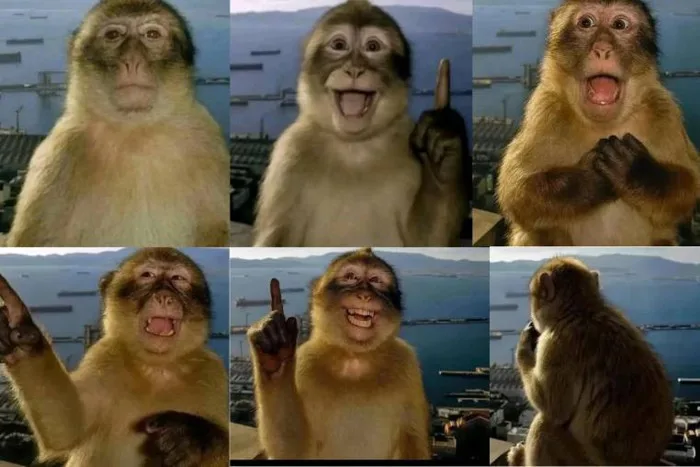 Thinking Monkey: Meme chú khỉ suy nghĩ gây bão cộng đồng mạng