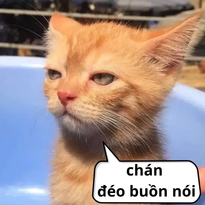 50 Meme Thất Vọng, Tuyệt Vọng bộc lộ cảm xúc chân thật, giúp bạn nói hộ  tiếng lòng