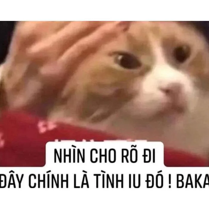 TOP 50+ meme tình yêu thổ lộ tình yêu SIÊU LẦY LỘI | Yody