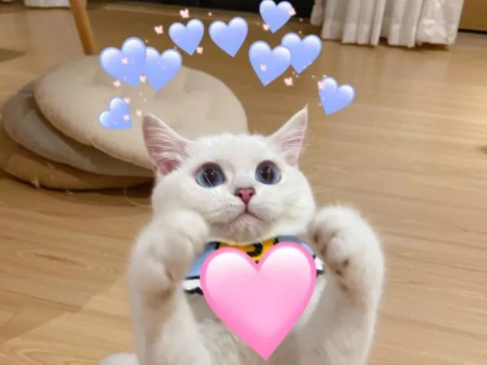 Những mẫu meme tình yêu siêu dễ thương dành cho couple, người dùng mạng xã  hội