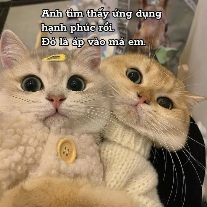 Hơn 100 hình ảnh meme tình yêu ngọt ngào, đáng yêu dành cho các cặp đôi