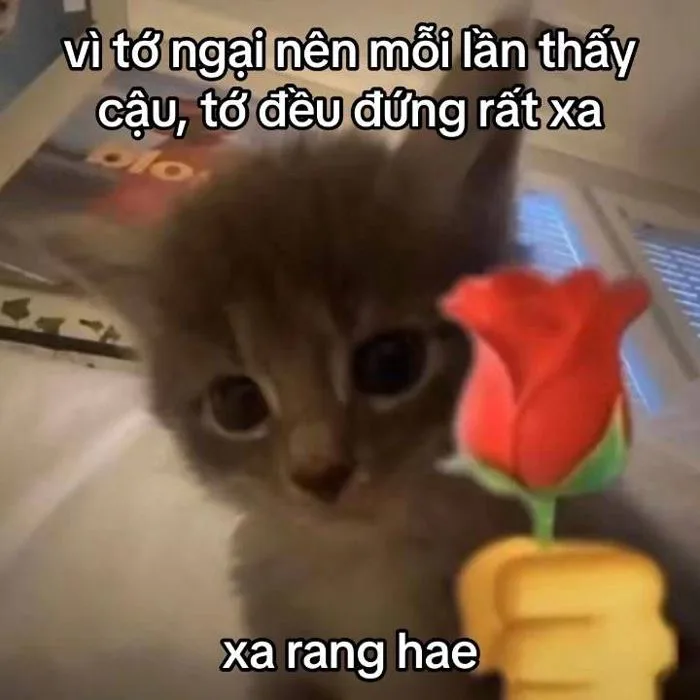 Hilarious Cat Meme with a Flower | Meme tỏ tình, Câu thả thính, Meme tình  yêu