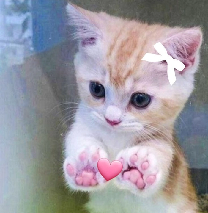 146+ Meme Mèo Thả Tim cute lãng mạn nhìn là đổ gục