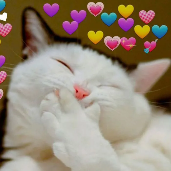 Trọn bộ 97 meme gato trái tim đáng yêu khiến bạn tan chảy - hinhanhdep3d.com
