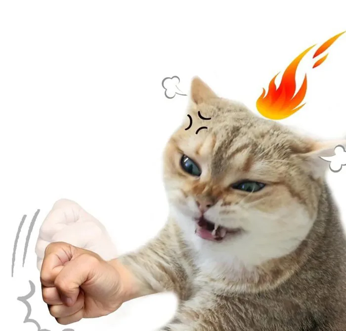 148+ Meme Mèo Tức Giận cáu cọc cực hài nhìn là cười xỉu