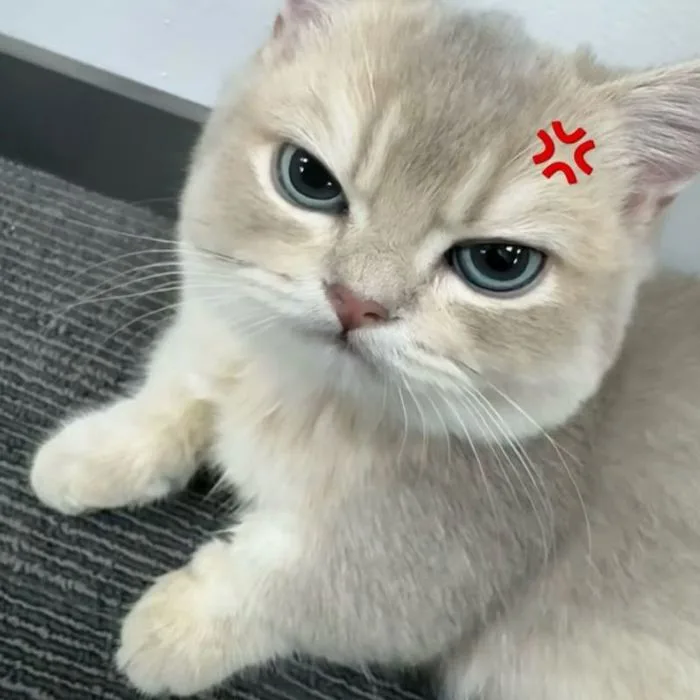 110+ Ảnh meme tức giận cute, hung dữ cực hài hước