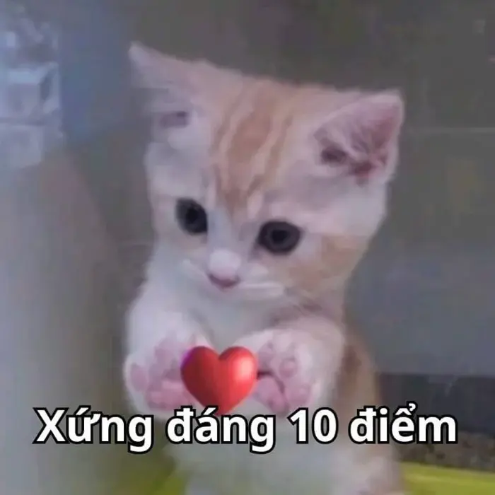 33 Meme Tuyệt Vời giúp bạn thể hiện sự ngưỡng mộ, khen ngợi ai đó không sến  sẩm