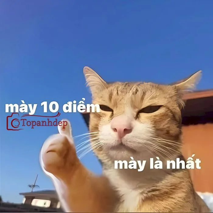 Meme Mèo Bựa – Những Bộ Ảnh Thú Vị Khiến Bạn Cười Nắc Nẻ – topanhdep.com