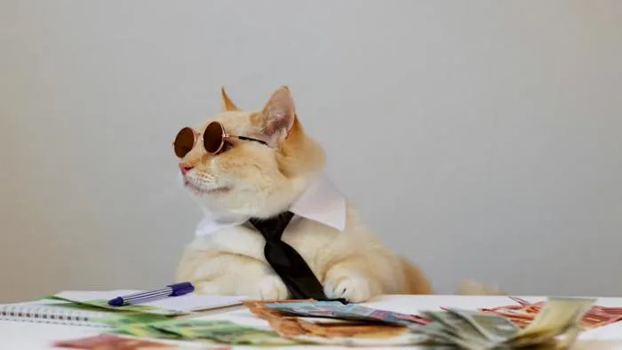 174 Meme Face Videos, Clips and Stock Footage - Getty Images