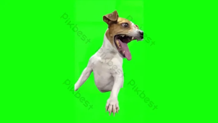 Video Meme Chó Cười Màn Hình Xanh