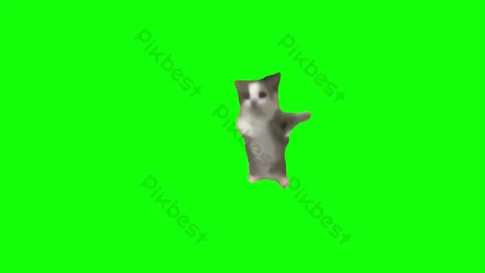 Tải miễn phí mẫu Meme Mèo Nhảy Múa Hài Hước Video Màn Hình Xanh Video định  dạng MOV - Pikbest
