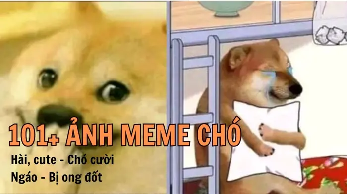 Bộ Sưu Tập Meme Chó Hài Hước Nhất Năm 2026