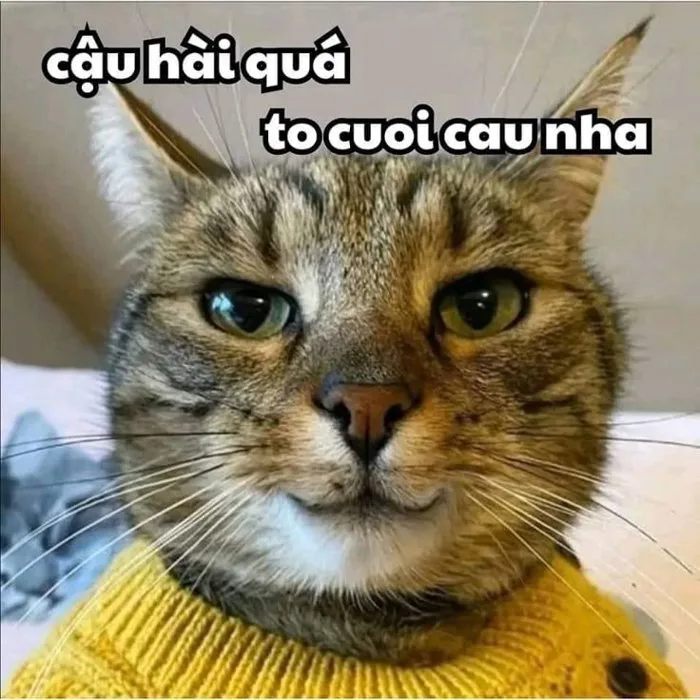 Funny Cat Meme with Vietnamese Caption | Phản bội bạn bè, Jack cười, Lời  trích hài