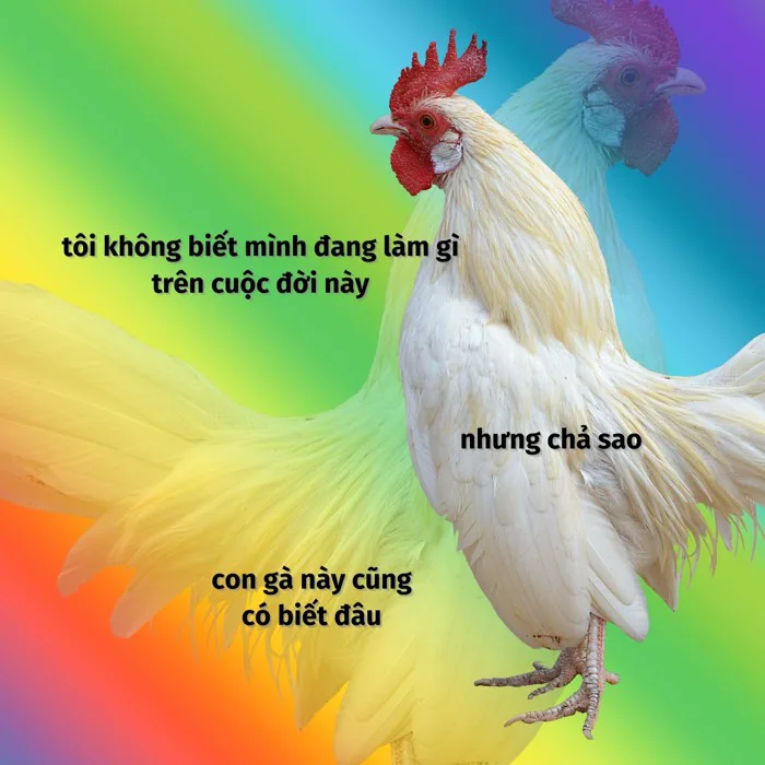 Mẫu meme vui miễn phí và tùy chỉnh độc đáo nhất | Canva