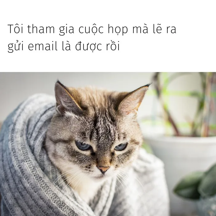 Mẫu meme vui miễn phí và tùy chỉnh độc đáo nhất | Canva